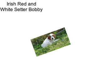 Irish Red and White Setter Bobby