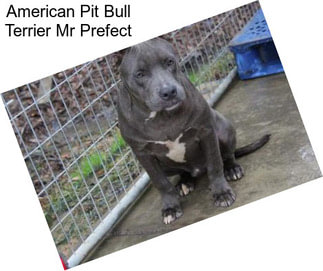 American Pit Bull Terrier Mr Prefect