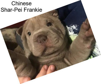 Chinese Shar-Pei Frankie