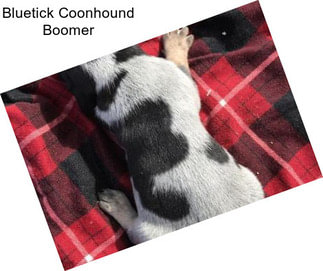 Bluetick Coonhound Boomer