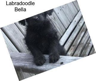 Labradoodle Bella