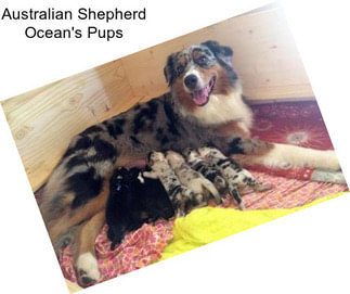 Australian Shepherd Ocean\'s Pups