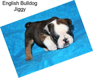 English Bulldog Jiggy