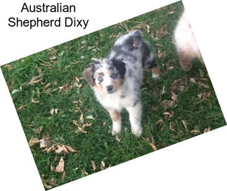 Australian Shepherd Dixy