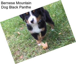 Bernese Mountain Dog Black Panthe