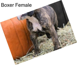 Boxer Female