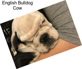 English Bulldog Cow