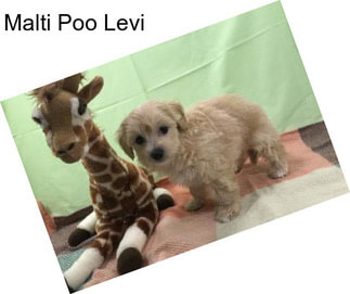 Malti Poo Levi