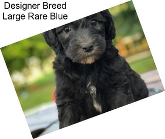 Designer Breed Large Rare Blue