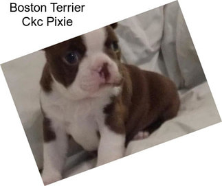 Boston Terrier Ckc Pixie