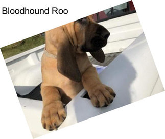 Bloodhound Roo