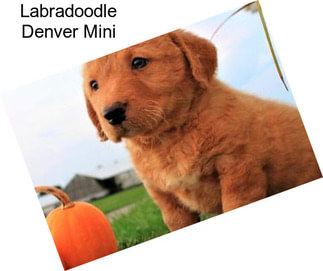 Labradoodle Denver Mini