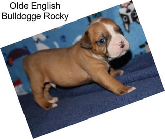 Olde English Bulldogge Rocky
