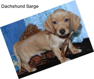 Dachshund Sarge