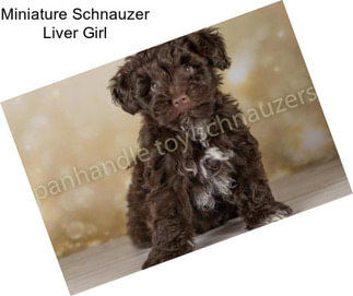 Miniature Schnauzer Liver Girl