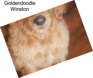 Goldendoodle Winston