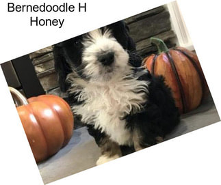 Bernedoodle H Honey