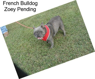 French Bulldog Zoey Pending