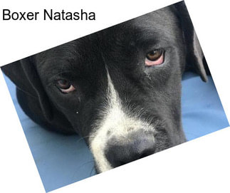 Boxer Natasha