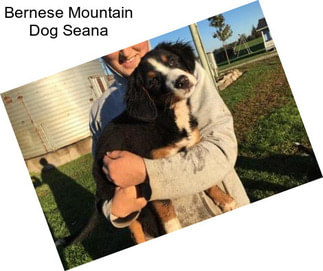 Bernese Mountain Dog Seana