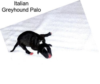 Italian Greyhound Palo