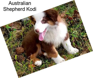 Australian Shepherd Kodi