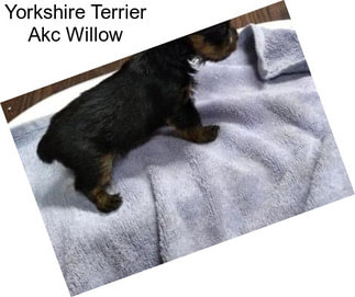 Yorkshire Terrier Akc Willow