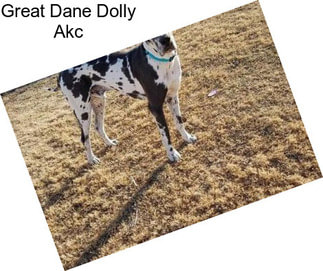 Great Dane Dolly Akc