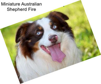 Miniature Australian Shepherd Fire