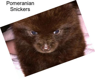 Pomeranian Snickers