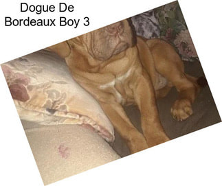 Dogue De Bordeaux Boy 3