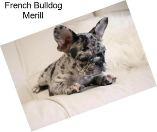 French Bulldog Merill