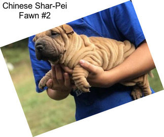 Chinese Shar-Pei Fawn #2