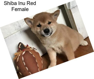 Shiba Inu Red Female
