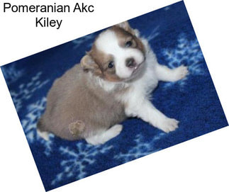 Pomeranian Akc Kiley