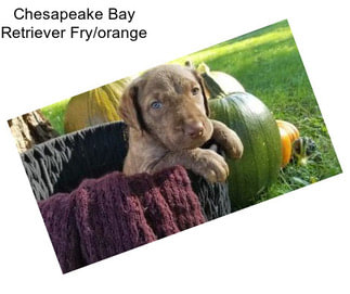 Chesapeake Bay Retriever Fry/orange