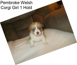 Pembroke Welsh Corgi Girl 1 Hold