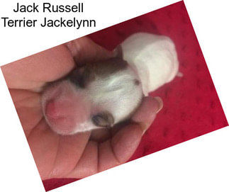 Jack Russell Terrier Jackelynn