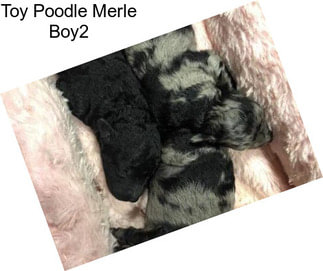 Toy Poodle Merle Boy2