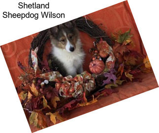 Shetland Sheepdog Wilson