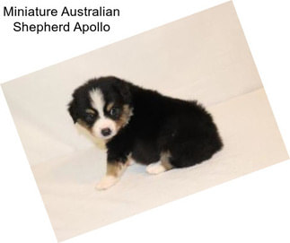 Miniature Australian Shepherd Apollo