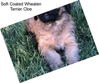 Soft Coated Wheaten Terrier Cloe