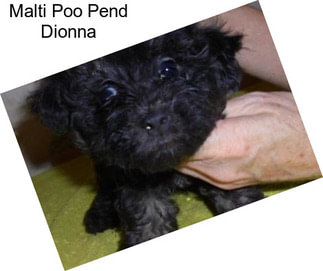 Malti Poo Pend Dionna