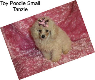 Toy Poodle Small Tanzie