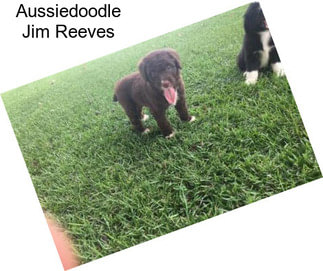 Aussiedoodle Jim Reeves