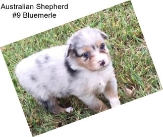 Australian Shepherd #9 Bluemerle