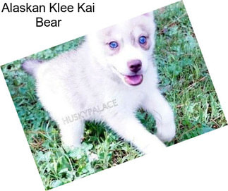 Alaskan Klee Kai Bear