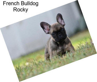 French Bulldog Rocky