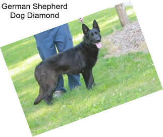 German Shepherd Dog Diamond