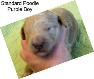 Standard Poodle Purple Boy